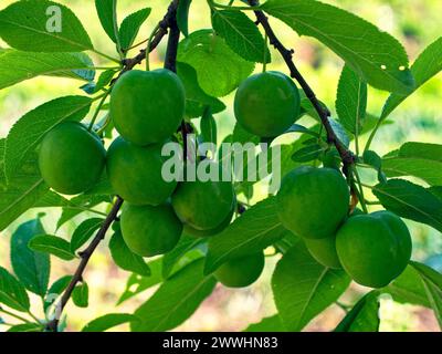 Grüne Kirschpflaumen auf einem Baum, von Sonnenlicht hervorgehoben, mit Blättern im Hintergrund. Stockfoto