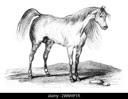 Arabisches Pferd, Vintage-Gravur. Arabisches Pferd, Illustration mit Vintage-Gravur. Magasin Pittoresque 1845. Copyright: xZoonar.com/PatrickxGuenettex 104286746 Stockfoto