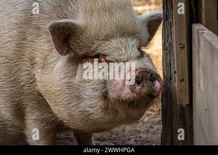 Ein weißes Topfbauchschwein in seinem Gehege Stockfoto