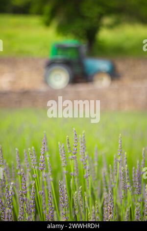 Ein Traktor in der Nähe eines Lavendelfeldes im Sommer Stockfoto
