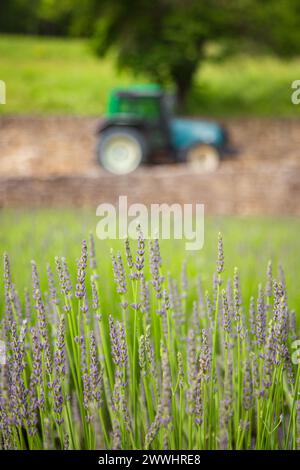 Ein Traktor in der Nähe eines Lavendelfeldes im Sommer Stockfoto
