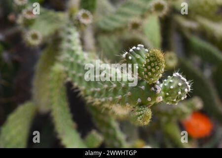 Planta Cactus verde con detalle de espinas. Acercamiento-Makro Stockfoto