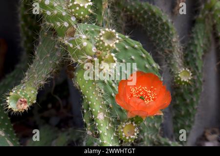 HERMOSA FLOR NARANJA EN CACTUS ESPINOSO Stockfoto