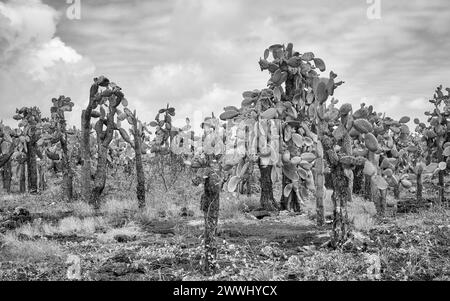 Schwarzweiß-Foto der urzeitlichen Landschaft der Insel Galapagos mit Opuntia (Opuntia galapageia) auf Santa Cruz Island, Galapagos National Park Stockfoto