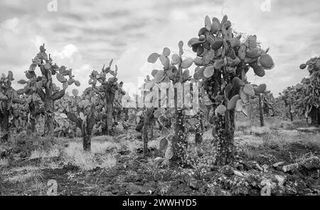 Schwarzweiß-Foto der urzeitlichen Landschaft der Insel Galapagos mit Opuntia (Opuntia galapageia) auf Santa Cruz Island, Galapagos National Park Stockfoto