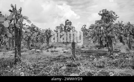 Schwarzweiß-Foto der urzeitlichen Landschaft der Insel Galapagos mit Opuntia (Opuntia galapageia) auf Santa Cruz Island, Galapagos National Park Stockfoto