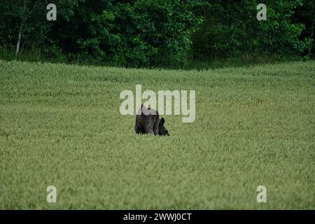 Elch, Elch, Alces Alces Alces, stehend in einem grünen Getreidefeld in Schweden an einem regnerischen Tag. Stockfoto