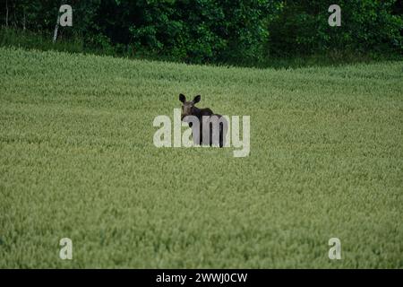 Elch, Elch, Alces Alces Alces, stehend in einem grünen Getreidefeld in Schweden an einem regnerischen Tag. Stockfoto