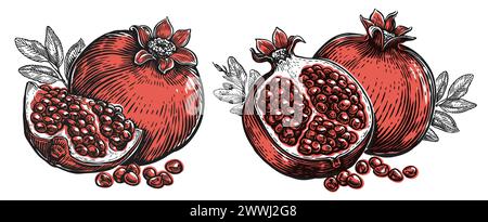 Granatapfel mit Samen und Blättern. Tropische Früchte. Handgezeichnete Vektorgrafik Stock Vektor