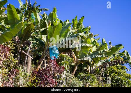 Kochbananen- und Kaffeeplantagen in der Caldas-Region Kolumbiens. Kochbanane dient als Schatten für den Kaffeeanbau. Stockfoto