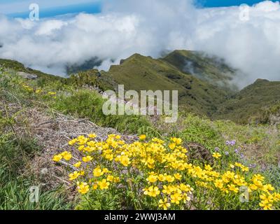 Blick vom Wanderweg PR1.2 von Achada do Teixeira zum Pico Ruivo, dem höchsten Gipfel auf Madeira, Potugal. Blühende rosa und gelbe Wildblumen Stockfoto