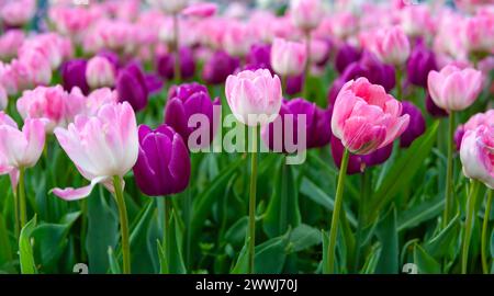 Ein Feld üppiger Tulpen mit zarten Blütenblättern und leuchtenden Farben Stockfoto