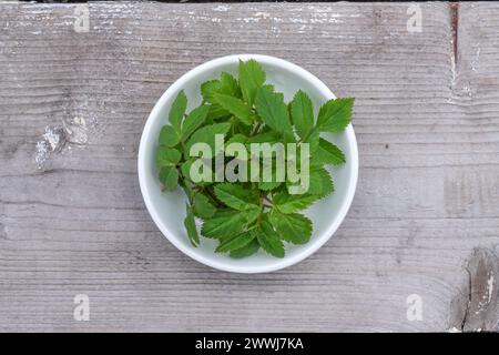 Schüssel mit frischen Kürbisblättern auf Holzboden Stockfoto