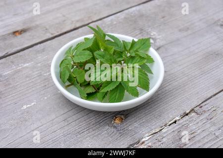 Schüssel mit frischen Kürbisblättern auf Holzboden Stockfoto