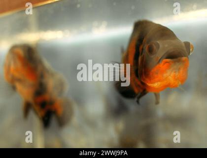 Ein detaillierter Blick auf einen Fisch, der in einem Aquarienbecken schwimmt, mit seinen lebhaften Farben und einzigartigen Markierungen. Stockfoto