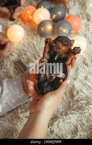 Eine Person, die einen kleinen Hund sanft in der Hand hält und eine enge Bindung und Sorgfalt zwischen Mensch und Haustier zeigt. Stockfoto