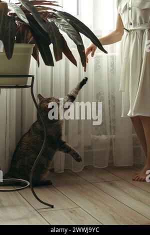 Eine Tabbykatze steht auf ihren Hinterbeinen vor einer grünen Topfpflanze und zeigt ein kurioses Verhalten in einer häuslichen Umgebung. Stockfoto