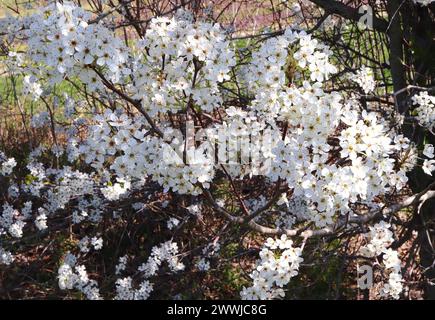 Bradford Pear Tree White Blossoms Early Spring Stockfoto