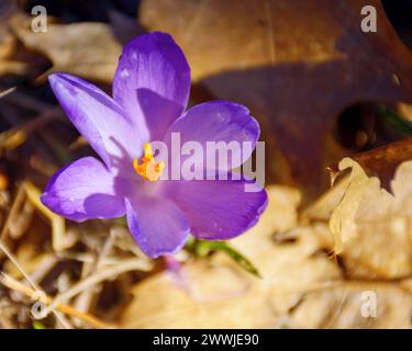 Wilde, violette Blüten, die zwischen gefallenen Blättern blühen. Frühlingssaison Feiertagshintergrund. Blick von oben Stockfoto