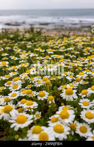 anthemis secundiramea in der Nähe des mittelmeers Stockfoto