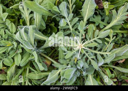 Centaurea calcitrapa ist eine blühende Pflanzenart, die unter mehreren gebräuchlichen Bezeichnungen bekannt ist, darunter rote Disteldistel und violette Disteldistel. Stockfoto