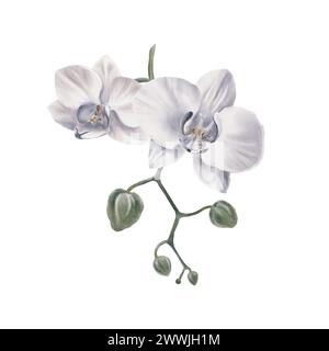 Weiße Orchideenblume tropische Pflanzen, Orchideenflorale Aquarellillustration, botanisches Gemälde, Grußkartenrahmen Randblumen, Orchideen und Blätter Stockfoto