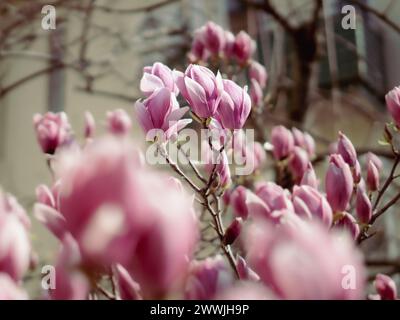 magnolien-Tulpenbaum im Blütenfrühling Stockfoto