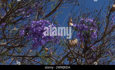 Leuchtende lila Blüten, ruhige Kulisse Stockfoto