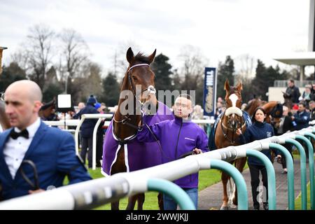 Mr. Professor Gewinner der William Hill Lincoln Stockfoto