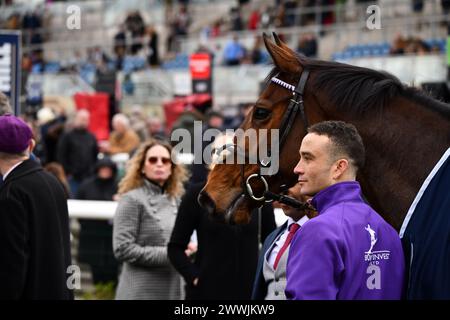 Herr Professor Racehorse Stockfoto