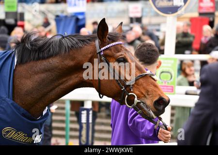 Herr Professor Racehorse Stockfoto