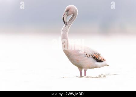 Großer Flamingo (Phoenicopterus roseus), der im Wasser vorkommt. Stockfoto