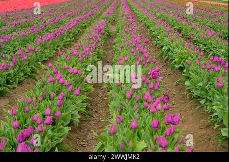 Wooden Shoe Tulip Farm in Woodburn, OR Stockfoto