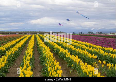 Wooden Shoe Tulip Farm in Woodburn, OR Stockfoto