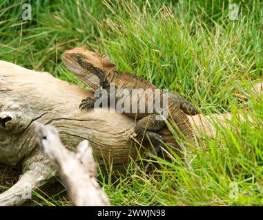 Eastern Water Dragon, Physignathus lesueurii, eine australische Eidechse, die sich auf einem mit smaragdgrünem Gras gesäumten Baumstamm in einem Stadtpark in Queensland sonnt. Stockfoto