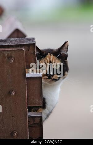 Eine dreifarbige Katze sitzt auf einer Bank und schaut in die Kamera Stockfoto