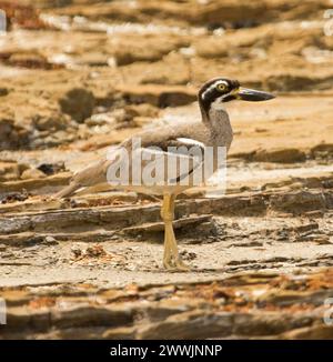 Wunderschöner Steinfelsen am Strand, Esacus Magrostris, perfekt getarnt zwischen braunen Küstenfelsen in Hervey Bay Australia Stockfoto