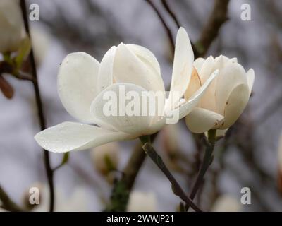 Große, schalenförmige weiße Blüten des früh blühenden, harten Laubbaums, Magnolia „David Clulow“ Stockfoto