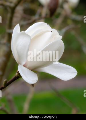 Große, schalenförmige weiße Blüten des früh blühenden, harten Laubbaums, Magnolia „David Clulow“ Stockfoto