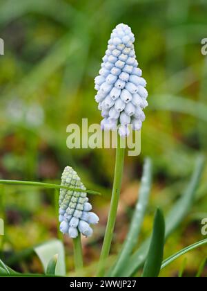 Blassblaue Blüten des frühen Frühlings der harten Knolle Muscari armenaicum 'Valerie Finnis' Stockfoto