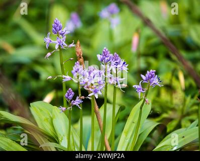 Frühe Frühlingsspitzen der lavendelblauen Blüten der harten Pyrenäenzwiebeln Scilla lilio-hyacinthus Stockfoto