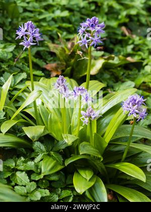 Frühe Frühlingsspitzen der lavendelblauen Blüten der harten Pyrenäenzwiebeln Scilla lilio-hyacinthus Stockfoto