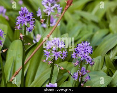 Frühe Frühlingsspitzen der lavendelblauen Blüten der harten Pyrenäenzwiebeln Scilla lilio-hyacinthus Stockfoto