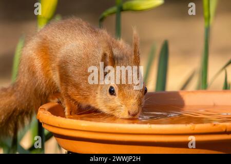 Das durstige kleine schottische Eichhörnchen trinkt Wasser Stockfoto