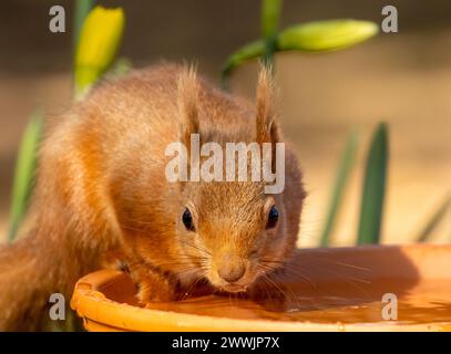 Das durstige kleine schottische Eichhörnchen trinkt Wasser Stockfoto