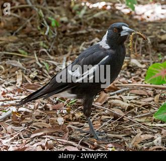 Weibliche australische Magpie, Gynorhina tibicen, mit ihrer Beute, einem Tausendfüßler, in einem Gartenbeet, das mit Bio-Mulch bedeckt ist Stockfoto