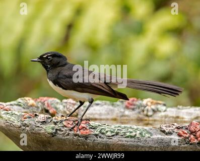 Australischer Vogel, schwarz-weißer Willie Wagtail, Rhipidura leucophrys mit Glitzer im Auge, im Garten Vogelbad, vor hellgrünem Hintergrund Stockfoto