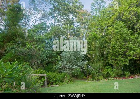 Australischer Garten dominiert von einheimischen Bäumen und Sträuchern mit dichtem, grünem Laub und blauem Himmel Stockfoto