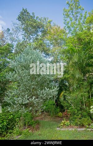 Australischer Garten dominiert von einheimischen Bäumen und Sträuchern mit dichtem, grünem Laub und blauem Himmel Stockfoto