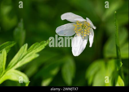 Holzanemone blüht im Frühjahr - Anemonoides nemorosa Stockfoto